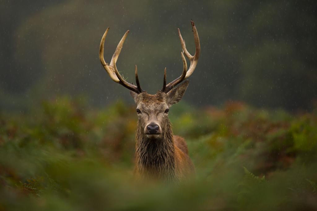 Glenapp Castle Hotel Ballantrae ภายนอก รูปภาพ